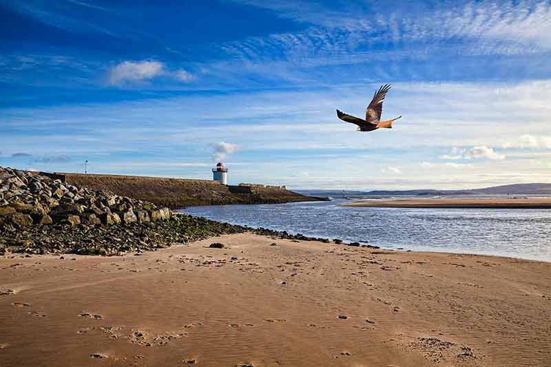 blue flag beaches in wales Georgian Lighthouse at Burry Port Wales near the Gower Peninsula at the Loughor Estuary with a red kite raptor bird of prey flying in the sky