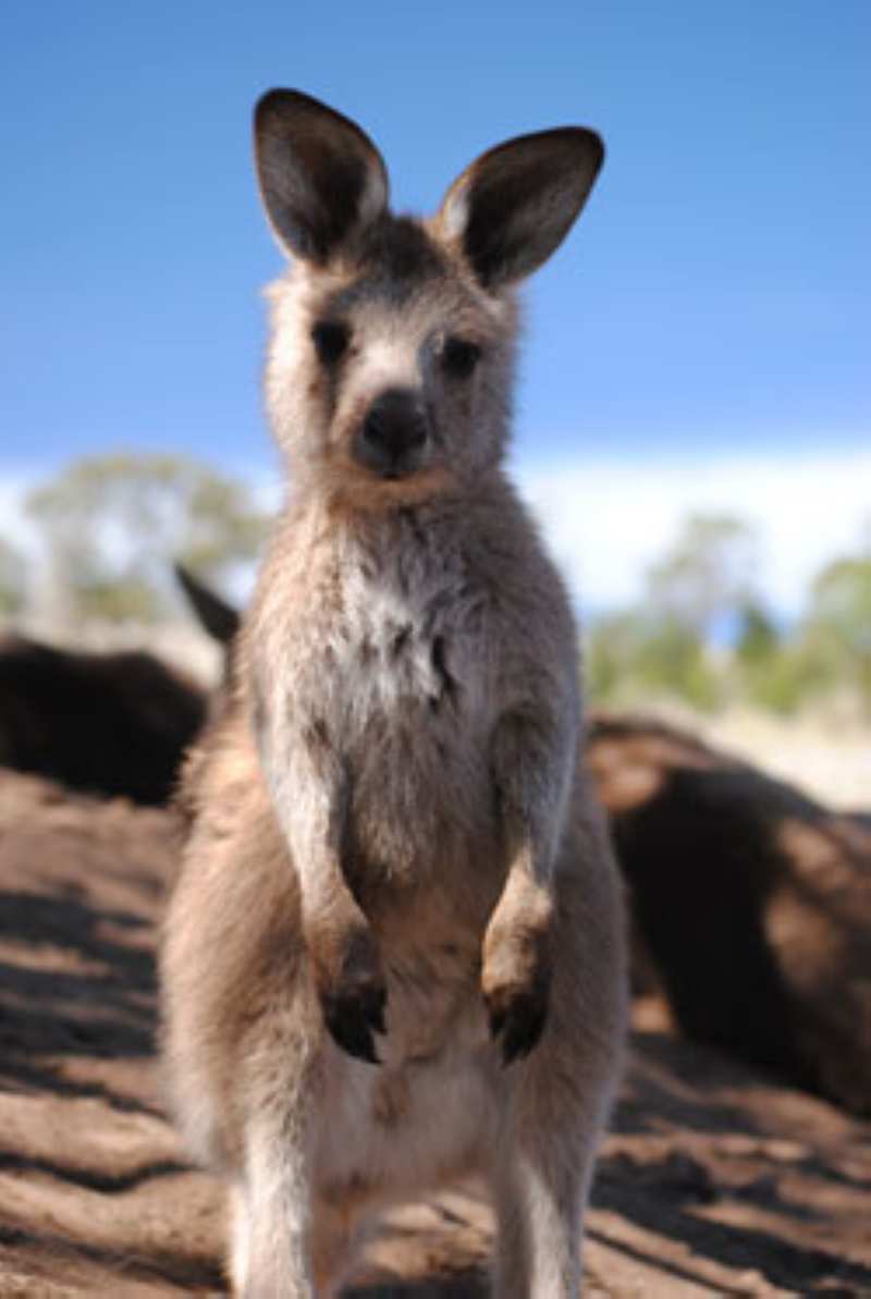 Tasmanian kangaroo