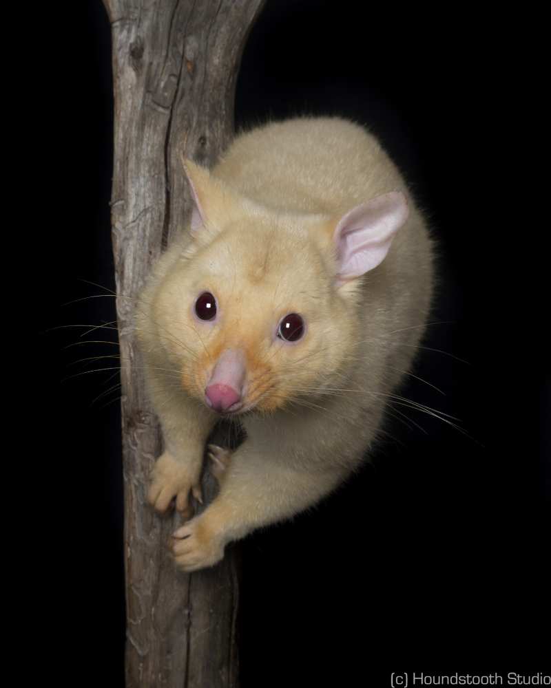 Tasmanian possum