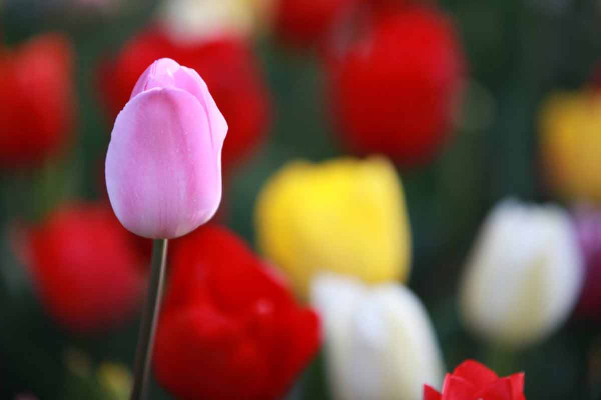 bowral tulip festival