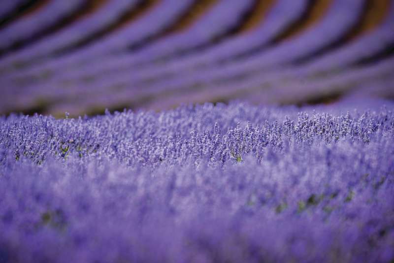 Lavender Farm Tasmania
