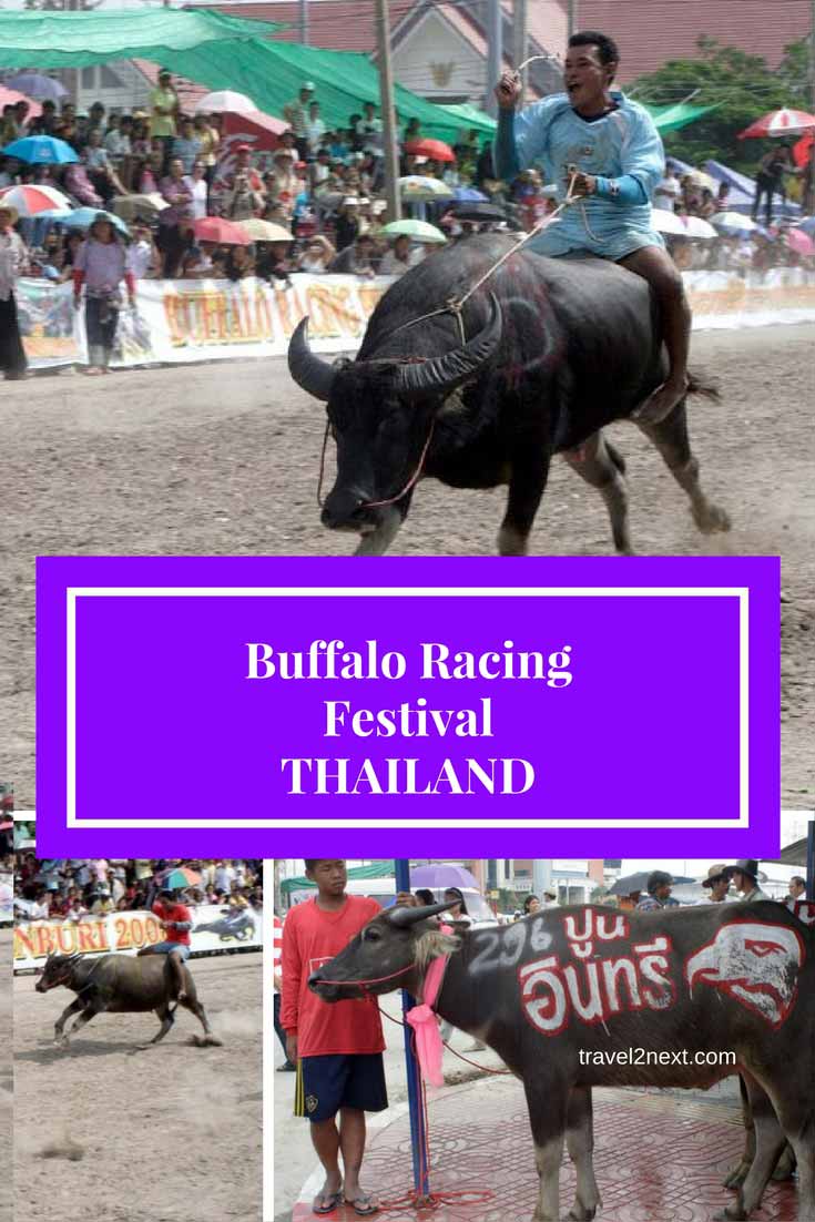 buffalo racing festival