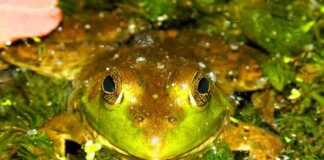 front view of bullfrog (rana catesbeiana)