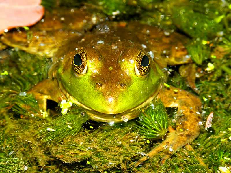 front view of bullfrog (rana catesbeiana)