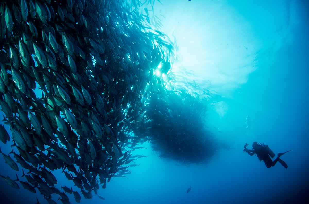 a diver photographing a school of big eye trevally jack