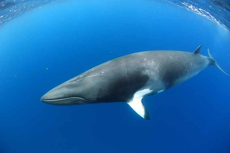 dwarf Minke whale