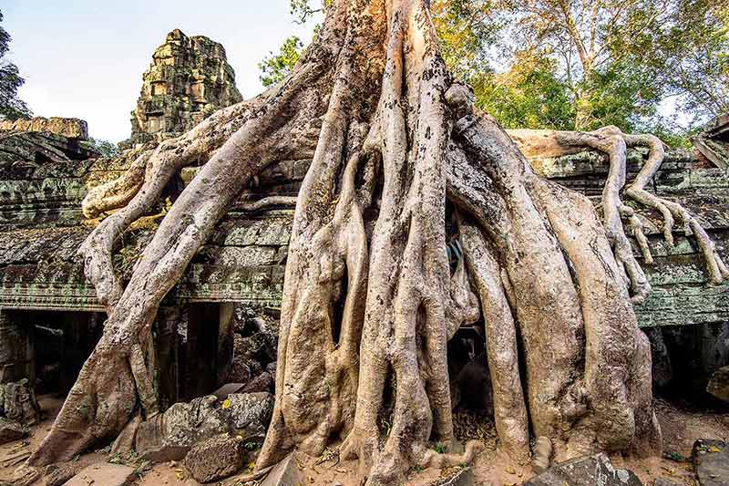 cambodia natural landmarks Trees growing out of Ta Prohm temple, Angkor Wat in Cambodia.