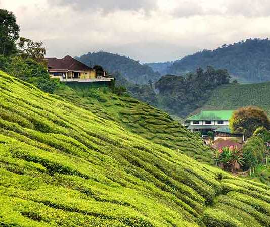 cameron highlands things to do