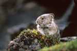 Where To Find Canada’s Most Incredible Wildlife canada