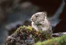 Where To Find Canada’s Most Incredible Wildlife canada