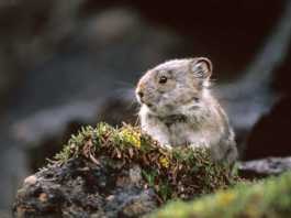 Where To Find Canada’s Most Incredible Wildlife canada