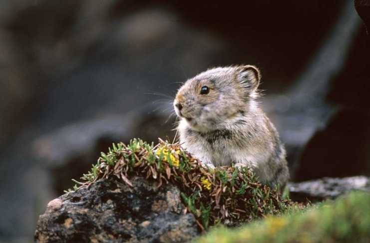 Where To Find Canada’s Most Incredible Wildlife canada