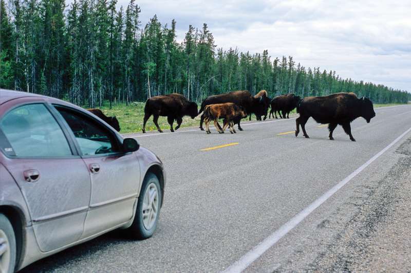 bison crossing the road in NWT