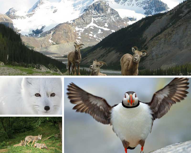 wildlife in canada