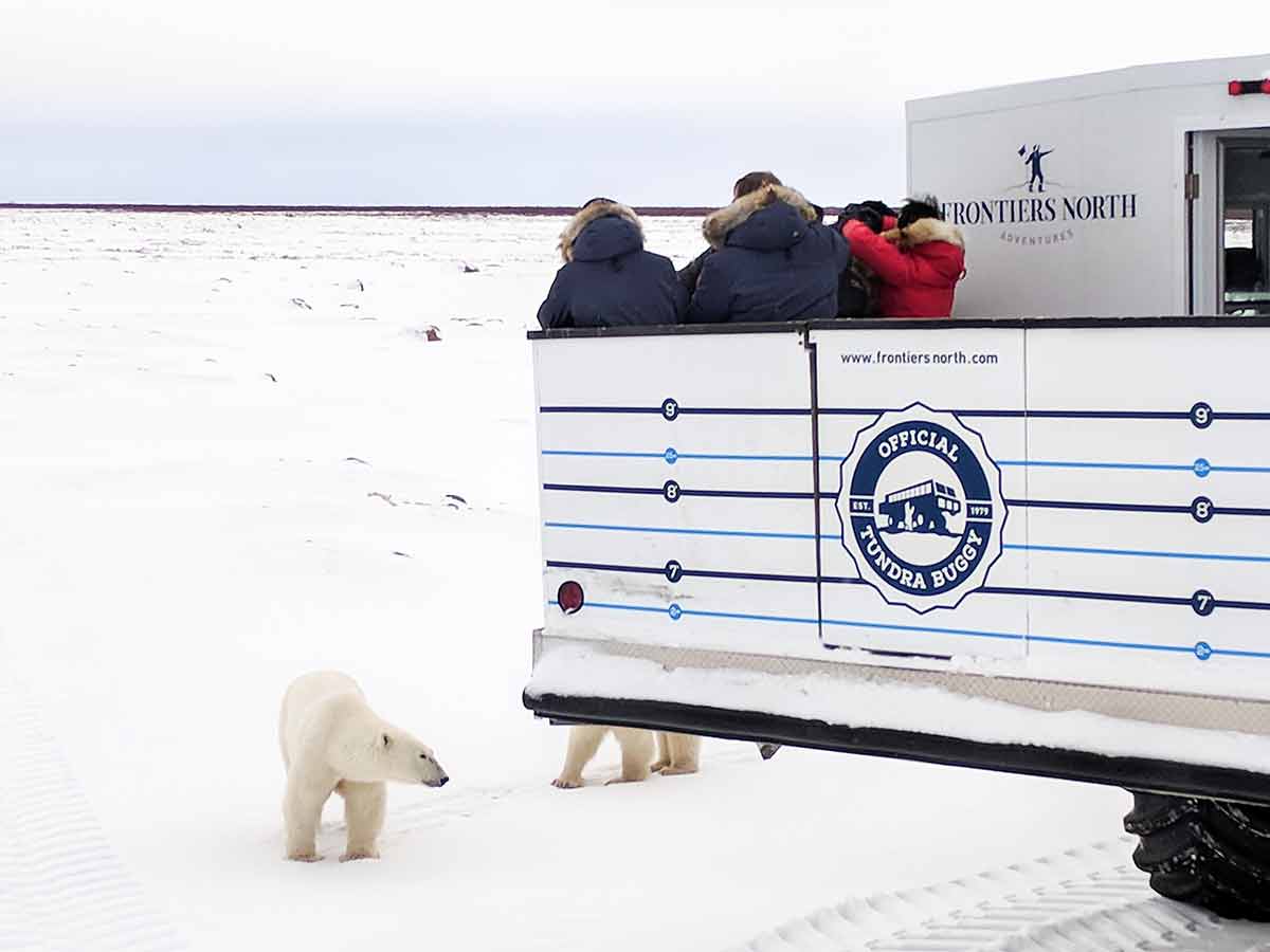 canada winter months in a Frontiers North tundra buggy polar bears