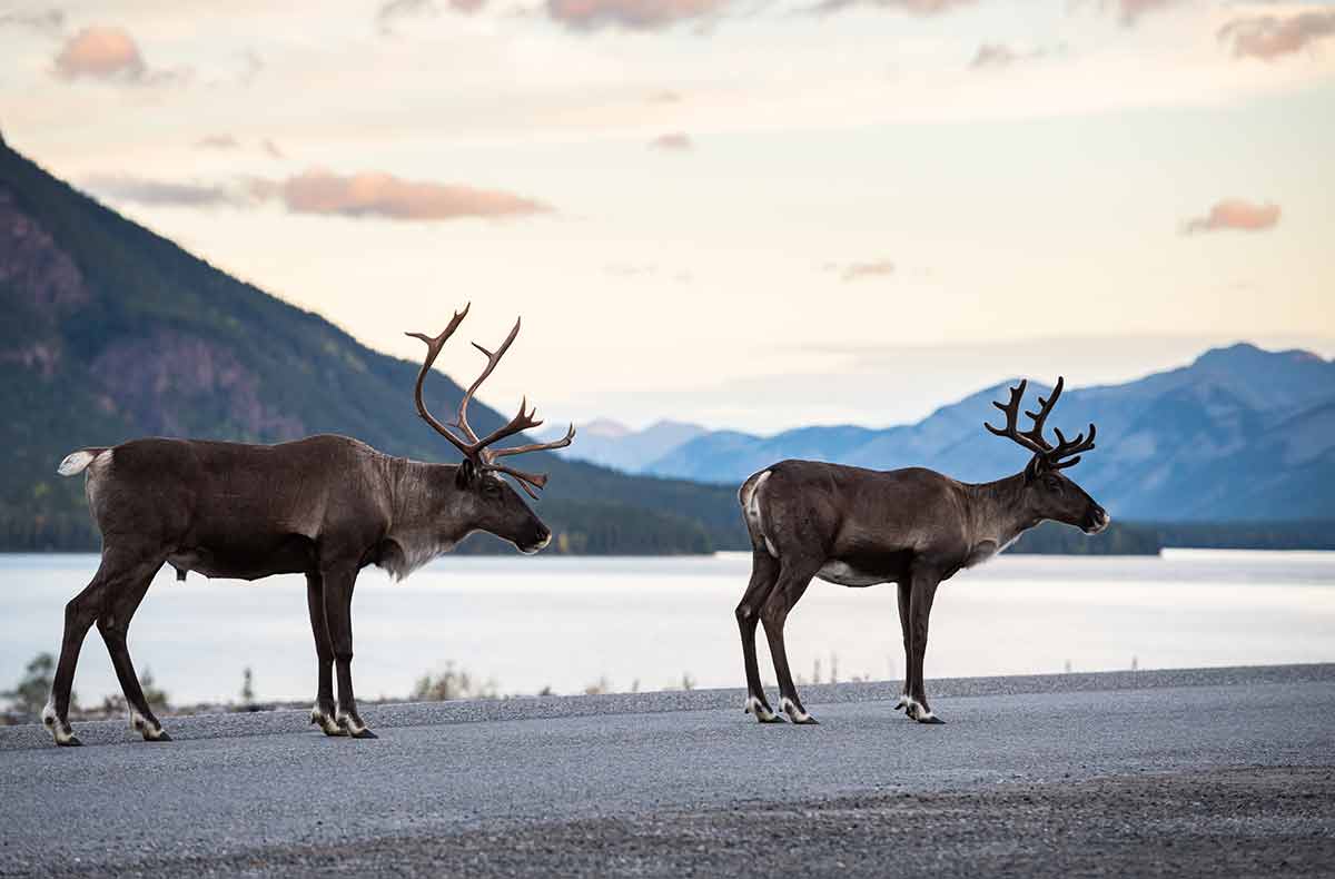 canadian animals mountain caribou
