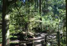 The Talking Trees Experience You Didn’t Know Existed capilano river