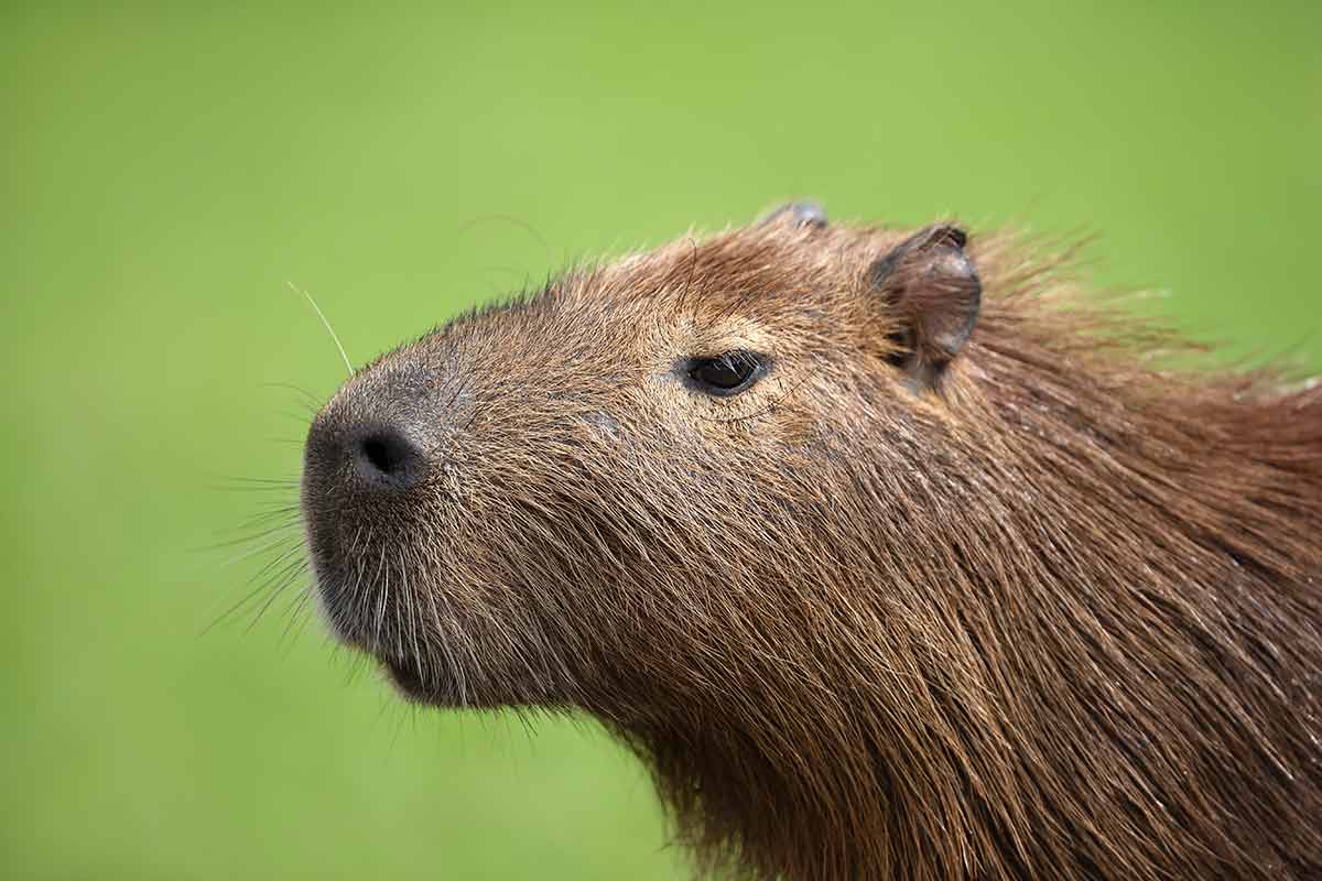 capybara in argentina's national parks