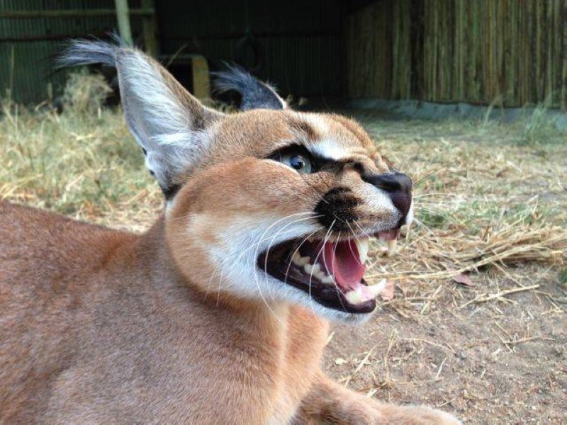 caracal called lucius 3
