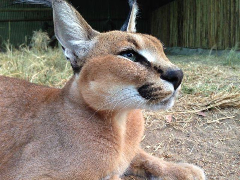 caracal called lucius 4