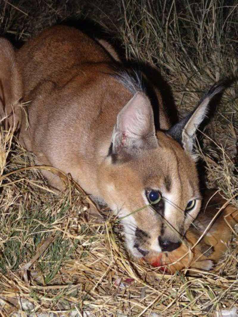 caracal called lucius