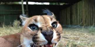 caracal called lucius 6