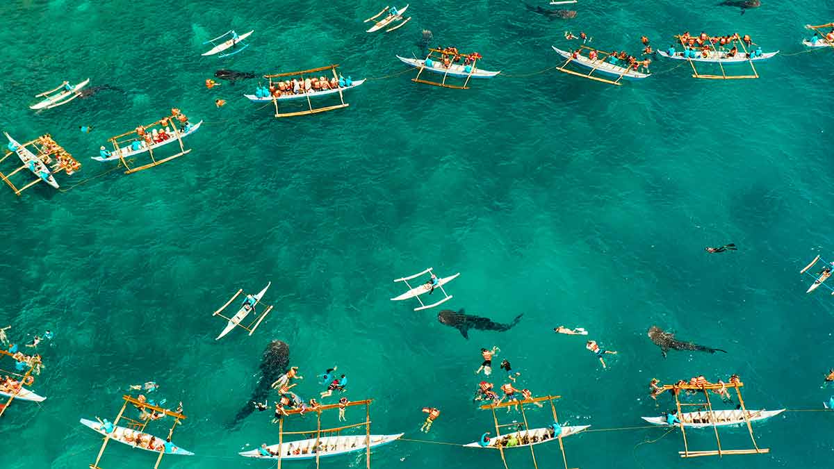 cebu philippines beaches People snorkeling and and watch whale sharks from above.