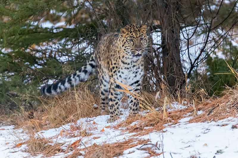 china national parks amur leopard