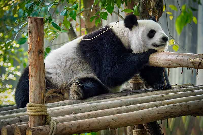 Giant Panda Bear In China
