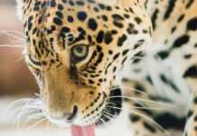20 China Itinerary Ideas For First-Time Visitors Chinese Leopard Or North China Leopard In A Zoo