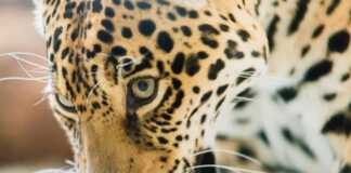 Chinese Leopard Or North China Leopard In A Zoo