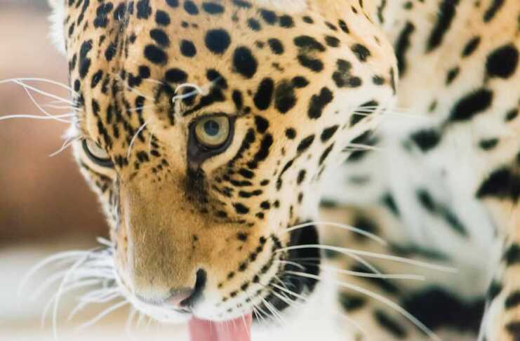 20 China Itinerary Ideas For First-Time Visitors Chinese Leopard Or North China Leopard In A Zoo