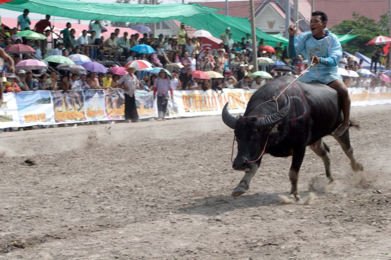 buffalo racing festival