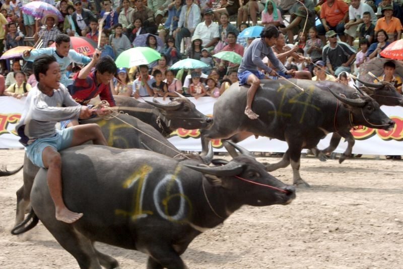 chonburi buffalo races