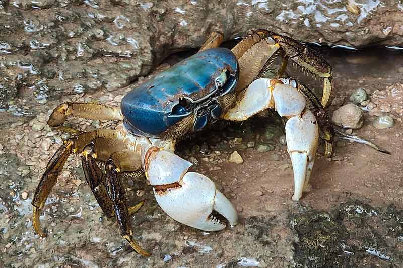 christmas island blue crab