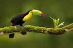 colombia tours jungle