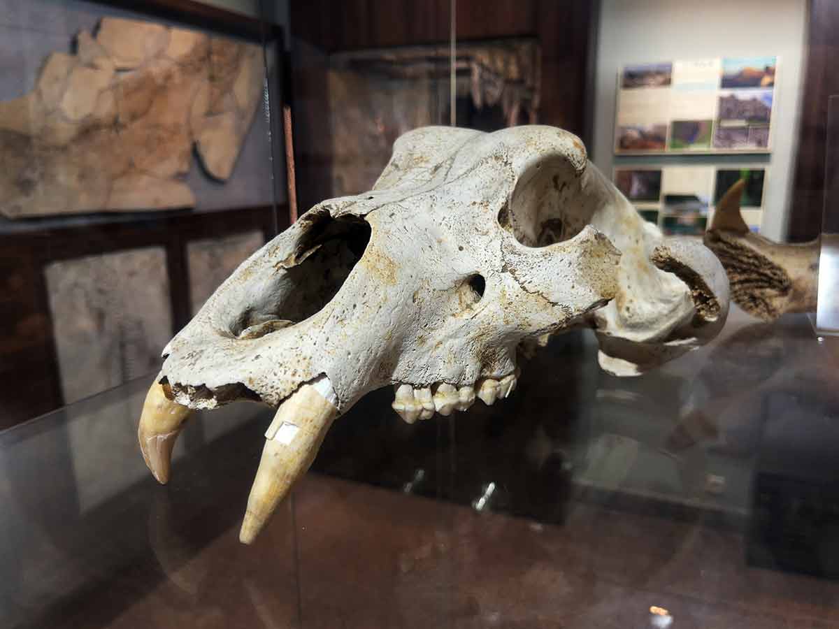 The Skull Of An Ancient Predatory Animal In The Museum
