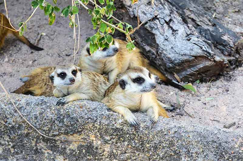 cool things to do in el paso three meerkats sitting in a huddle