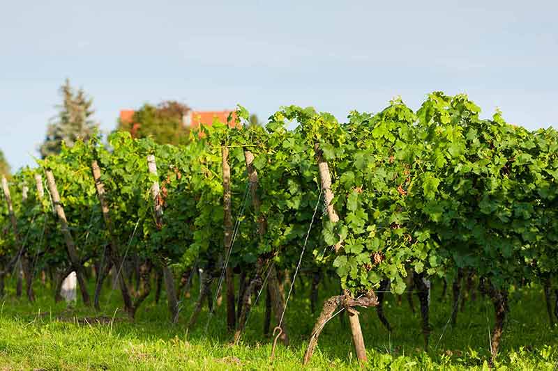 a green vineyard