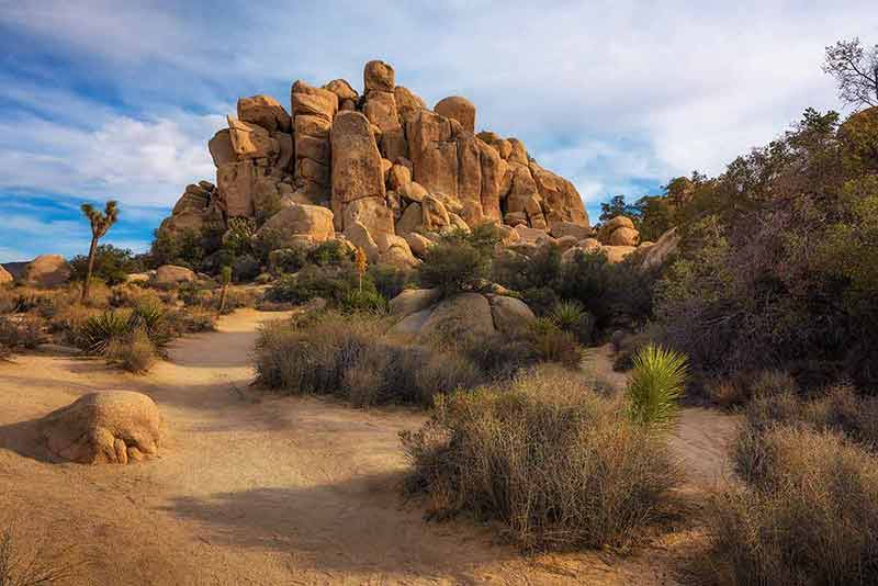 cool things to do in joshua tree
