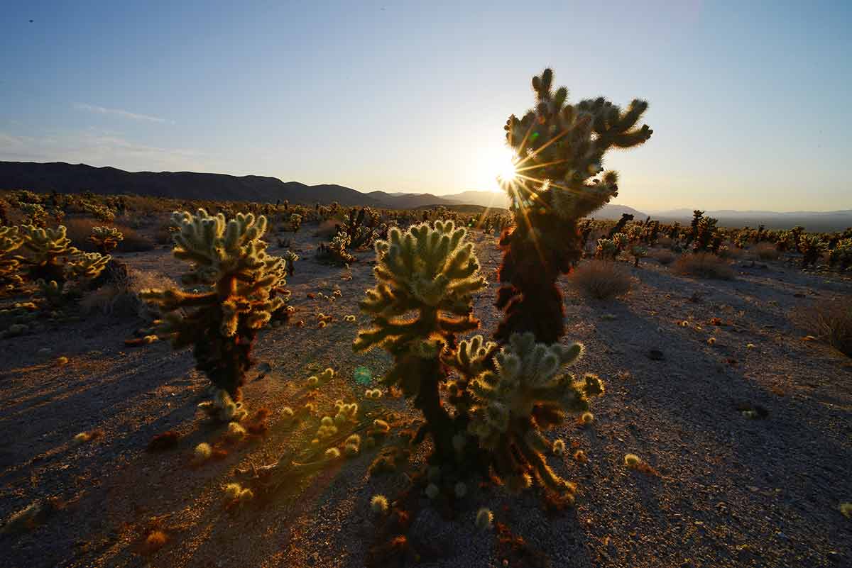 coolest things to do in joshua tree cacus pictured with with a warm morning sunlight.