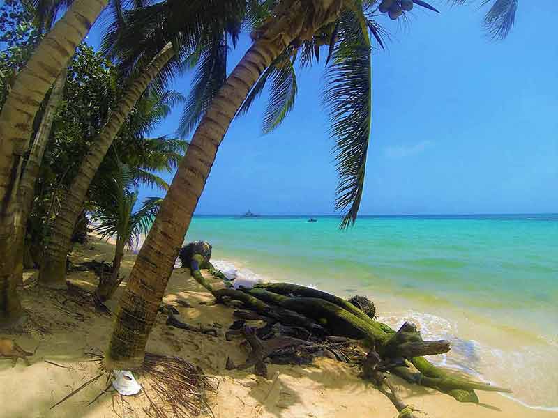 corn island nicaragua beaches palm trees on the sand