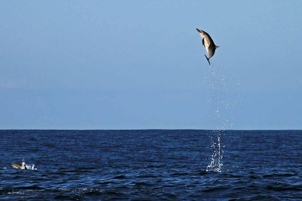 costa rica beaches garza beach dolphin leaping high out of the water
