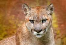 cougar