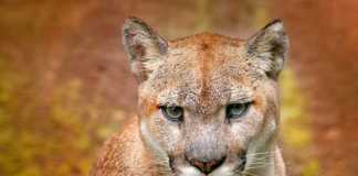 cougar