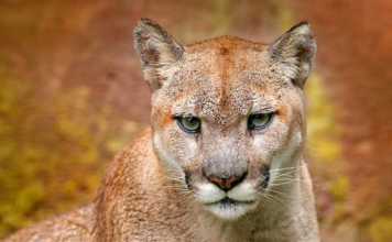 cougar