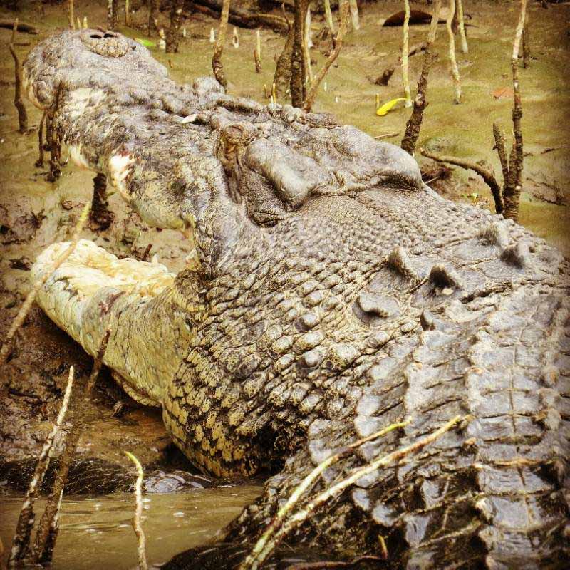 crocodiles are top of the daintree rainforest animals food chain