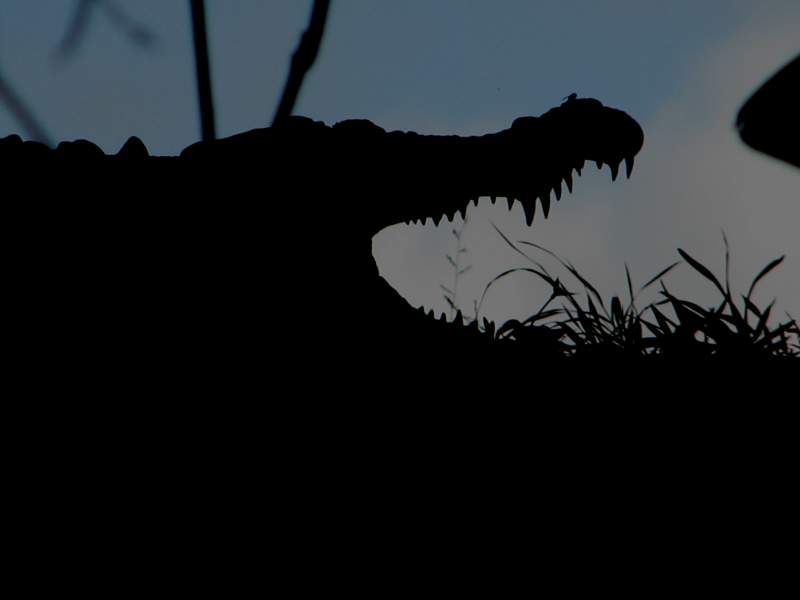 crocodile in the daintree rainforest