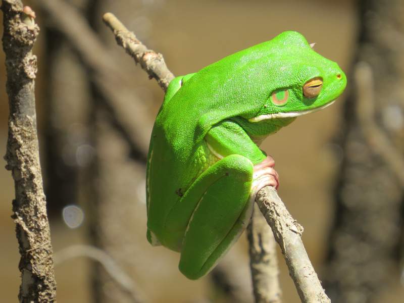 daintree rainforest white-lipped green tree frog