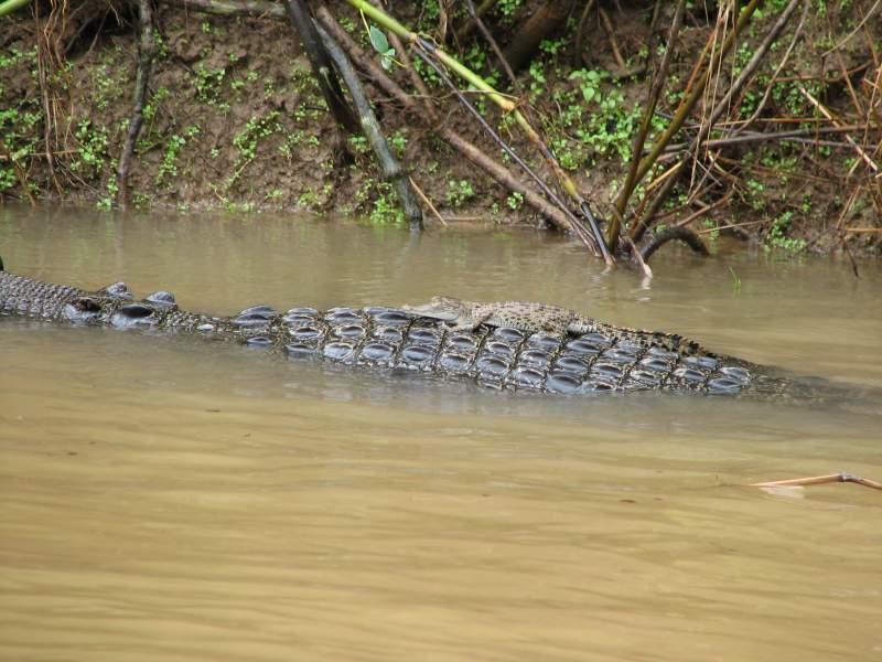 animals in the daintree rainforest - crocodiles